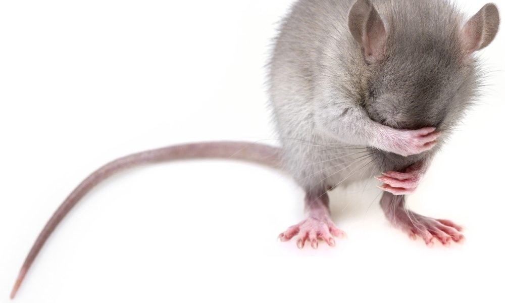 Myszy w domu, czy są niebezpieczne dla zdrowia?